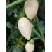 Coyote White Pepper Seeds 