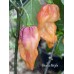 Bhut x Neyde Pepper Seeds Bhut x Neyde Pepper Seeds
