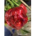 Carolina Reaper x Puma Pepper Seeds	
