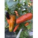 Pippin’s Golden Honey Pepper Seeds 