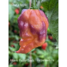 Bhut x Neyde Pepper Seeds Bhut x Neyde Pepper Seeds