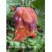 Bhut x Neyde Pepper Seeds Bhut x Neyde Pepper Seeds