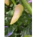 Coyote White Pepper Seeds 