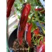 Purple Tiger Cacho Green Leaf Pepper Seeds Purple Tiger Cacho Green Leaf Pepper Seeds