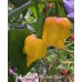Fatalii Yellow x 7 Pot Brain Strain Pepper Seeds 