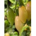 Coyote White Pepper Seeds 