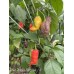 Bhut Jolokia Surprise Pepper Seeds 