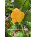 Fatalii Yellow x 7 Pot Brain Strain Pepper Seeds 
