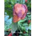 Bhut x Neyde Pepper Seeds Bhut x Neyde Pepper Seeds
