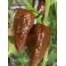 Brent’s Chocolate Pepper Seeds Brent’s Chocolate Pepper Seeds