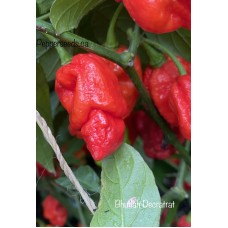 Bhutlah Decratrat Pepper Seeds 