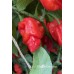 Bhutlah Decratrat Pepper Seeds 