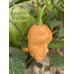 Bhut Jolokia Solid Gold x Pink Tiger x Peach Bhut Jami Pepper Seeds