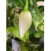 Coyote White Pepper Seeds 