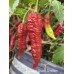 Leviathan Gnarly Scorpion Pepper Seeds