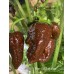Brent’s Chocolate Pepper Seeds Brent’s Chocolate Pepper Seeds