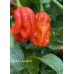 Bhutlah Decratrat Pepper Seeds 