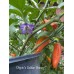 Pippin’s Golden Honey Pepper Seeds 