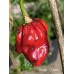 Carolina Reaper x Puma Pepper Seeds	
