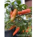 Pippin’s Golden Honey Pepper Seeds 