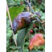 Bhut x Neyde Pepper Seeds Bhut x Neyde Pepper Seeds