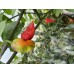Bhut Jolokia Surprise Pepper Seeds 