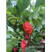 Bhutlah Decratrat Pepper Seeds 