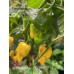 Fatalii Yellow x 7 Pot Brain Strain Pepper Seeds 