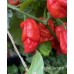 Bhutlah Decratrat Pepper Seeds 