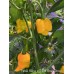 Fatalii Yellow x 7 Pot Brain Strain Pepper Seeds 