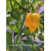 Fatalii Yellow x 7 Pot Brain Strain Pepper Seeds 
