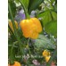 Fatalii Yellow x 7 Pot Brain Strain Pepper Seeds 