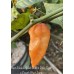 Bhut Jolokia Solid Gold x Pink Tiger x Peach Bhut Jami Pepper Seeds