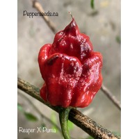 Carolina Reaper x Puma Pepper Seeds Carolina Reaper x Puma Pepper Seeds