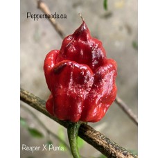 Carolina Reaper x Puma Pepper Seeds	