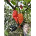 Bhut Jolokia Surprise Pepper Seeds 