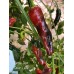 Purple Tiger Cacho Green Leaf Pepper Seeds Purple Tiger Cacho Green Leaf Pepper Seeds