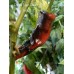 Purple Tiger Cacho Green Leaf Pepper Seeds Purple Tiger Cacho Green Leaf Pepper Seeds