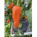 Pippin’s Golden Honey Pepper Seeds 