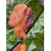 Bhut x Neyde Pepper Seeds Bhut x Neyde Pepper Seeds