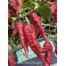 Leviathan Gnarly Scorpion Pepper Seeds