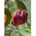 Bhut x Neyde Pepper Seeds Bhut x Neyde Pepper Seeds
