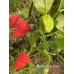 Genkis Khan Brain Pepper Seeds Genkis Khan Brain Pepper Seeds
