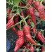 Leviathan Gnarly Scorpion Pepper Seeds