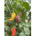 Bhut Jolokia Surprise Pepper Seeds 