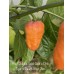 Bhut Jolokia Solid Gold x Pink Tiger x Peach Bhut Jami Pepper Seeds