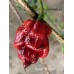 Carolina Reaper x Puma Pepper Seeds	