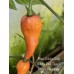 Bhut Jolokia Solid Gold x Pink Tiger x Peach Bhut Jami Pepper Seeds