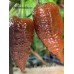 Brent’s Chocolate Pepper Seeds Brent’s Chocolate Pepper Seeds