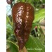 Brent’s Chocolate Pepper Seeds Brent’s Chocolate Pepper Seeds